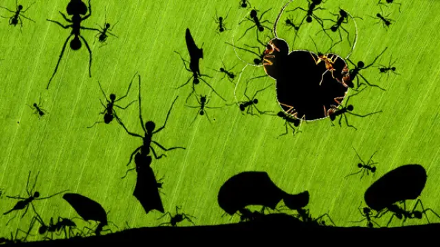 Una maravilla de hormigas