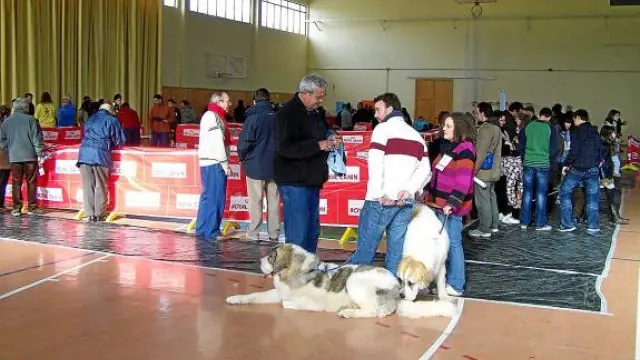 El pabellón polideportivo de Graus estuvo muy animado en el concurso canino celebrado el domingo.