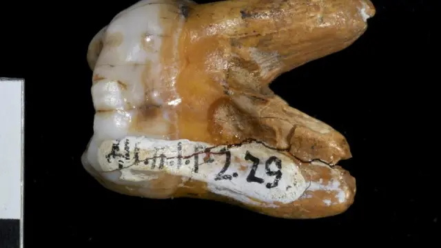 Imagen de la muela encontrada que perteneció al 'denisovano'.
