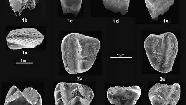dientes del nuevo mamífero de los tiempos de dinosaurios que hemos descrito en Galve. Son fotos de Microscopio Electrónico de Barrido porque son muy pequeños.