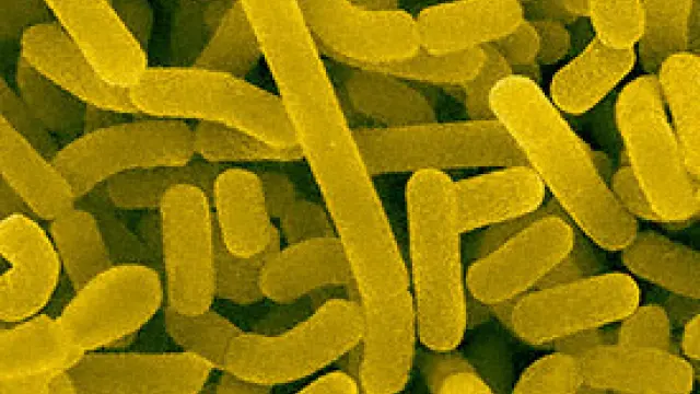 Imagen de Lactobacillus acidophilus, una bacteria presente en la vagina que protege de la infección por otros microorganismos, al volver más ácido el ambiente en el que se encuentra
