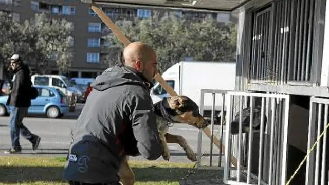 Iker Ozkoidi, campeón en 2009, recoge a uno de sus perros