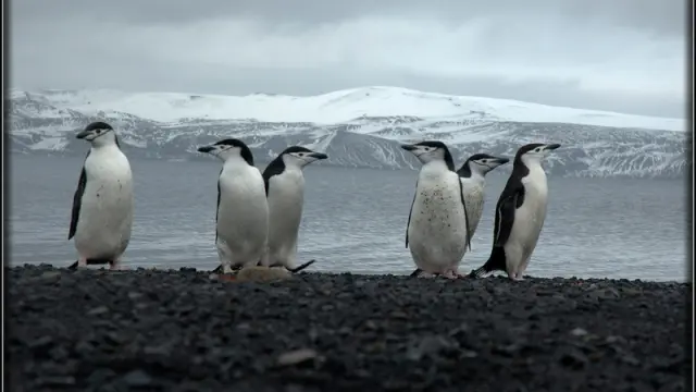 Los pingüinos son curiosos por naturaleza y se acercan a curiosear por la base