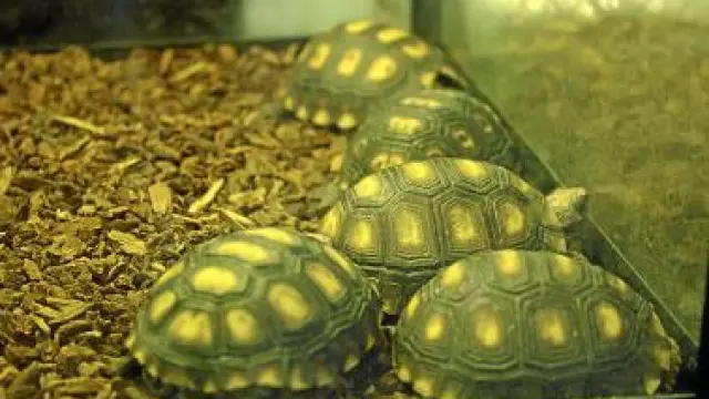 Varias tortugas de la India en un puesto de Chatuchak.