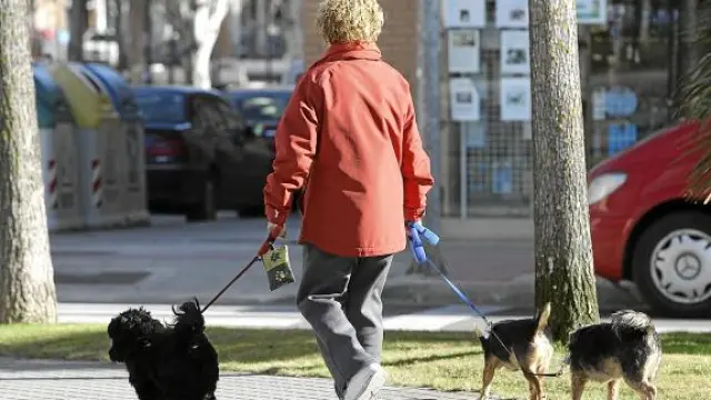 Una señora pasea a sus perros llevando un portabolsas atado a la correa de uno de ellos.