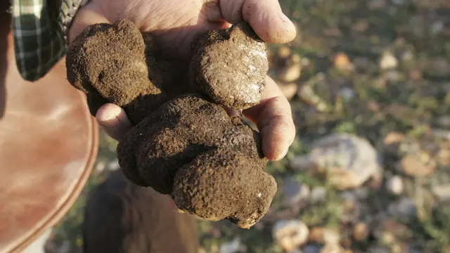La trufa negra que se cultiva en Teruel se paga entre 300 y 500 euros el kilo