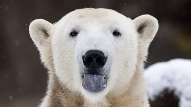 El oso polar Knut