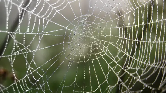 La araña teje su red con agua, foto de archivo.