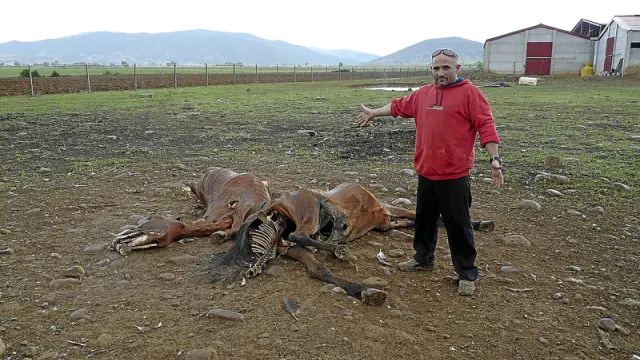 El ganadero Víctor Betés muestra los restos de sus animales tras el ataque de los buitres.