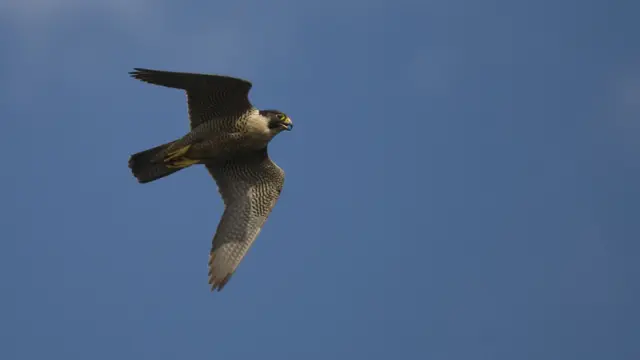 El halcón peregrino alcanza los 300 km/h en vuelo