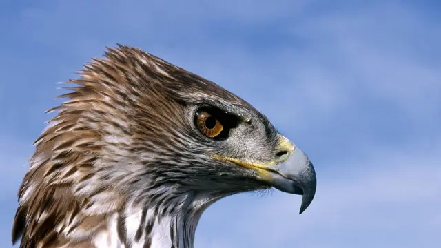 Águila azor-perdicera
