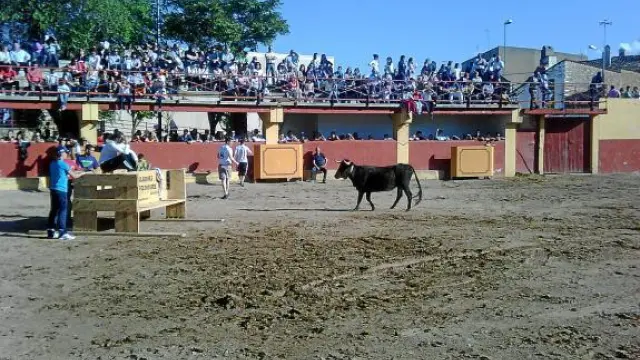 Imagen de la cuarta vaca de la tarde de ayer en la plaza de Longares, la anterior al toro que saltó.