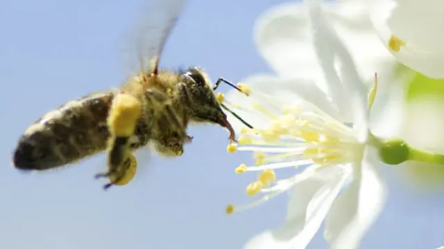 Una abeja se dispone a libar de la flor de un cerezo.