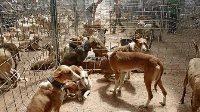 Algunas de las jaurías de perros cazadores que podían verse ayer en la Feria de Cedrillas.