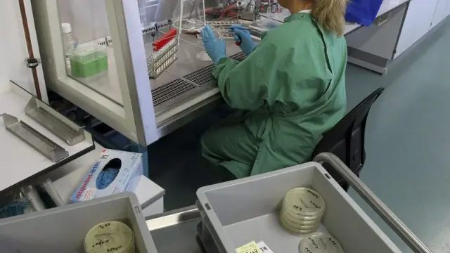 Una experta analiza muestras de un pepino en un laboratorio alemán