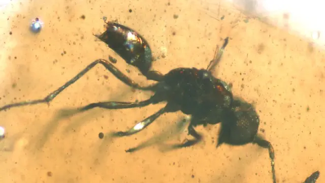 Imagen de los minúsculos insectos descubiertos
