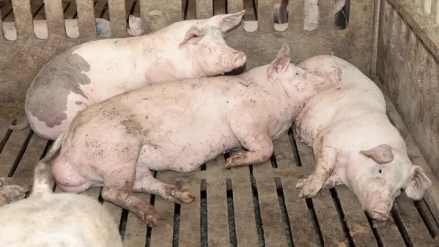 Imagen de los cerdos en la Cooperativa Virgen del Rosario de San Mateo