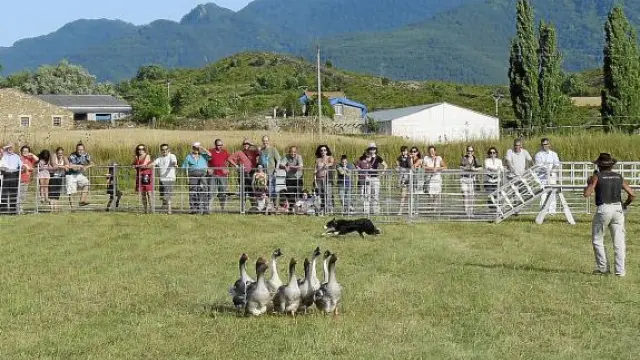 Un pastor realiza una exhibición de adiestramiento de perros con las ocas.