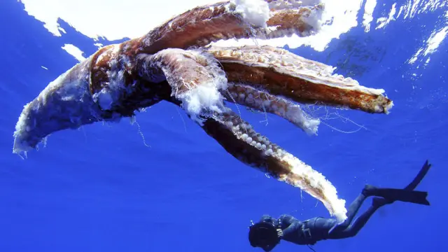 Los restos del calamar gigante hallado en Tenerife