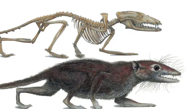 El fósil encontrado en China es el mayor ancestro de los humanos