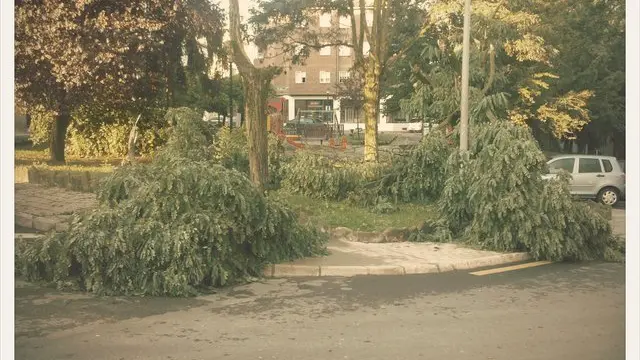 La tormenta provocó la rotura de algunos árboles