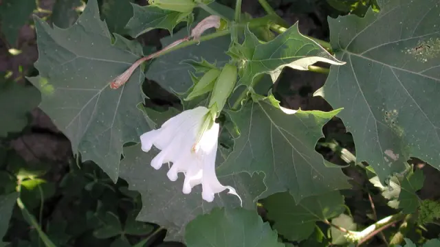 La planta de estramonio en flor
