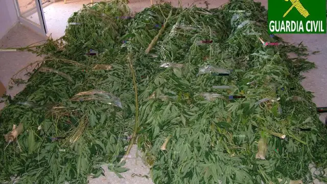 La Guardia Civil intervino en el domicilio 40 kilos en plantas de marihuana