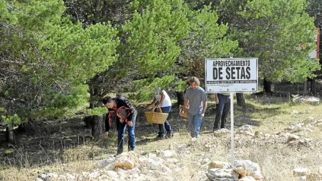 Un grupo de buscadores de setas, junto a la señal del coto micológico del Maestrazgo.