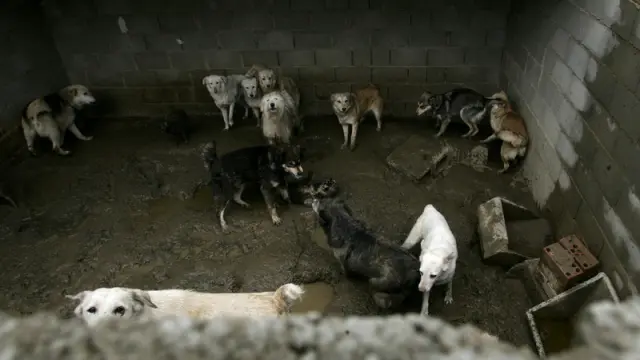 Denuncia por no alimentar a 22 perros en Fañanas, Huesca.
