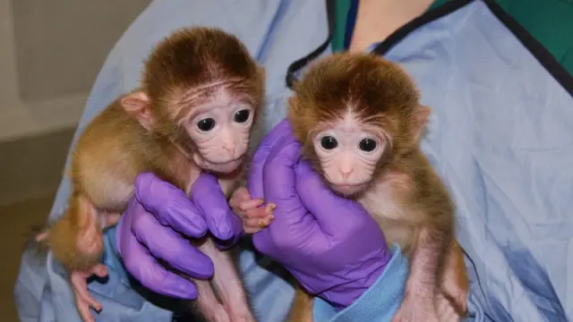 Monos creados a partir de diversos genomas.