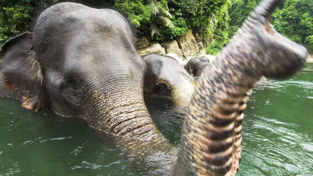 El elefante de Sumatra, a un paso de la extinción