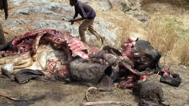 Matanza de elefantes al noreste de Camerún