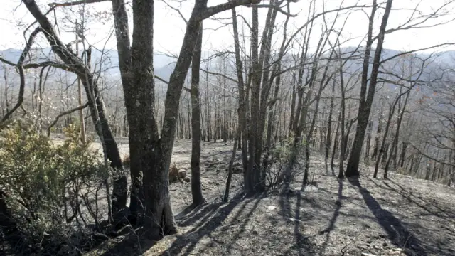 Monte afectado por las llamas