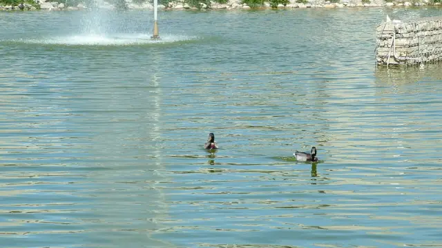 La mayoría de los patos han nacido en el lago artificial del parque Universidad