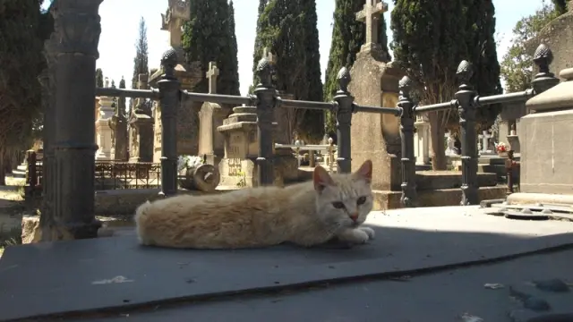 Un minino descansa plácidamente sobre una tumba.
