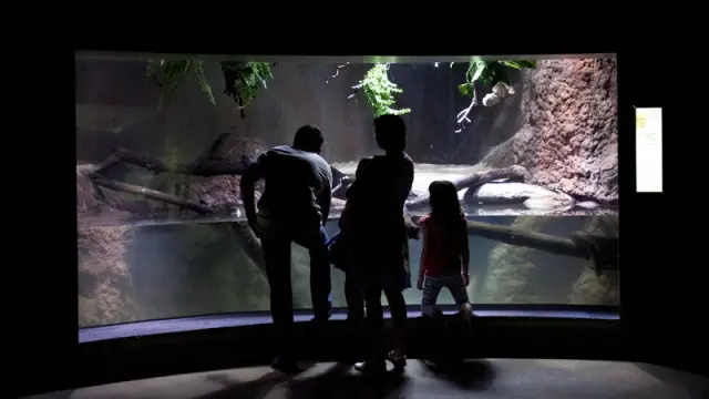 Una familia de visita en el acuario