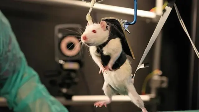 Una rata en pleno tratamiento