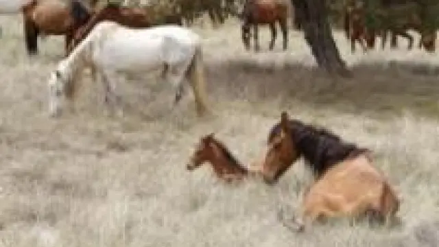 Trashumancia de caballos entre Valencia y la laguna de Villarquemado