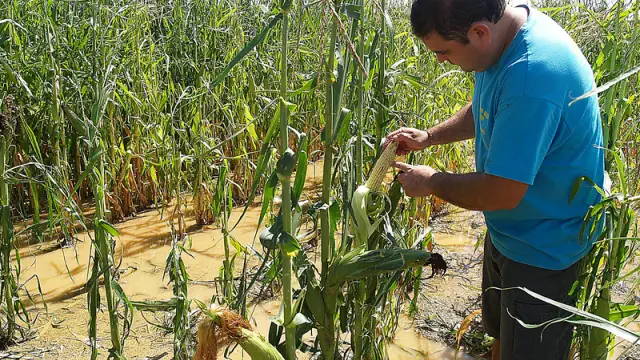 Raúl Lairla, de Albero Bajo, muestra los daños en el maíz.