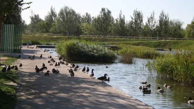 Los patos pueblan el parque 'Luis Buñuel'