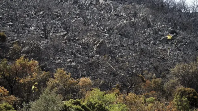 El fuego en la provincia de Málaga ha afectado a 5.000 hectáreas de bosque.