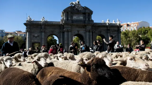 Los animales pasaron por el centro de Madrid