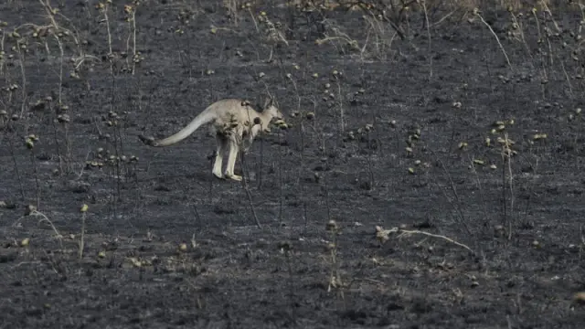 Un canguro deambula por una zona calcinada