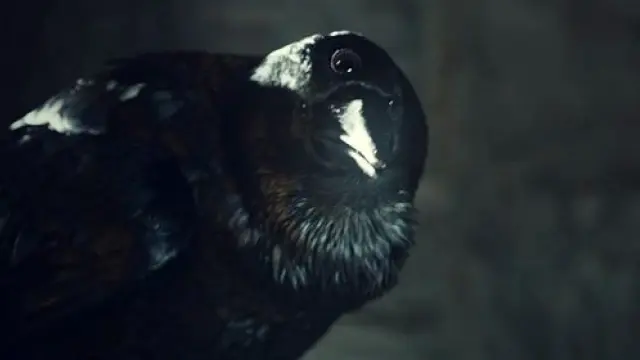 El cuervo que protagoniza el anuncio