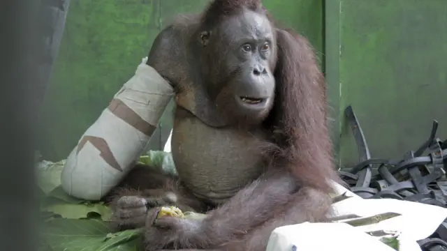 El orangután manco Pelansi