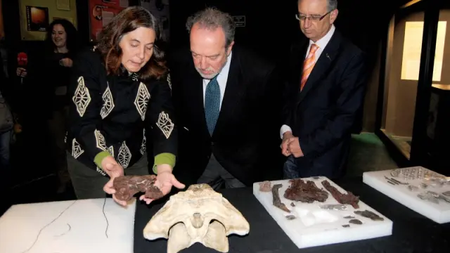 Presentación del nuevo cráneo de cocodrilo encontrado en Ariño