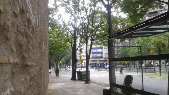 Árboles en la calle de Asalto de Zaragoza