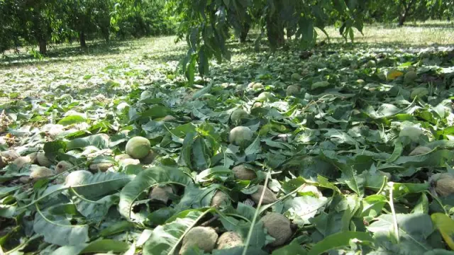 Campos de frutales en Ricla, tras la tormenta