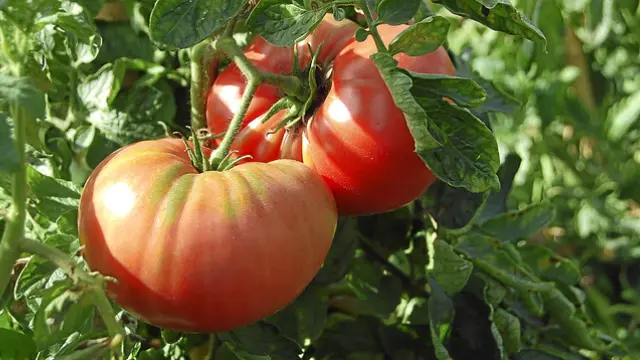 El tomate rosa de Barbastro, uno de los protagonistas de la oferta gastronómica oscense
