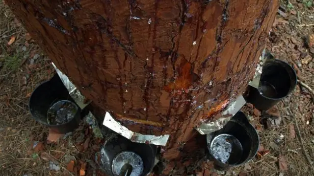 Extracción de resina en un pino